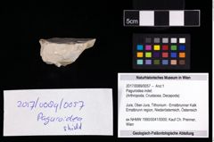Foto (Objekt + Etikett) von Paguroidea indet.  (NHMW-GEO-2017-0089-0057)